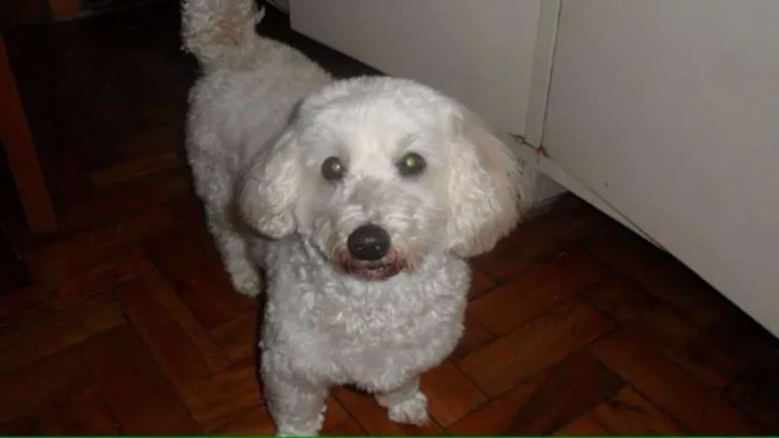 Cachorro ra a Poodle idade 6 ou mais anos nome FOFO