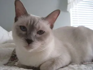 Gato raça mestiça idade  nome mimi