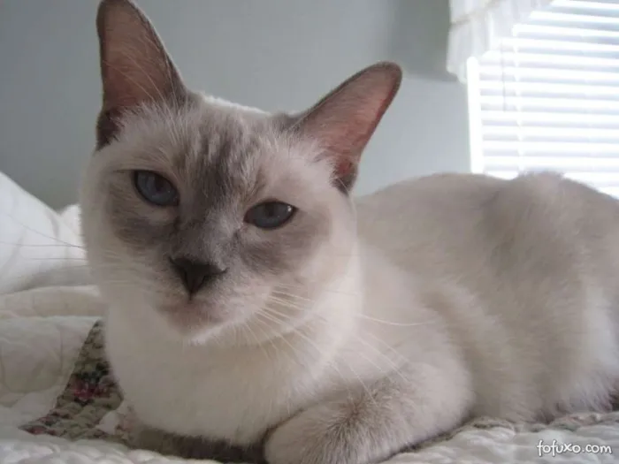 Gato ra a mestiça idade  nome mimi