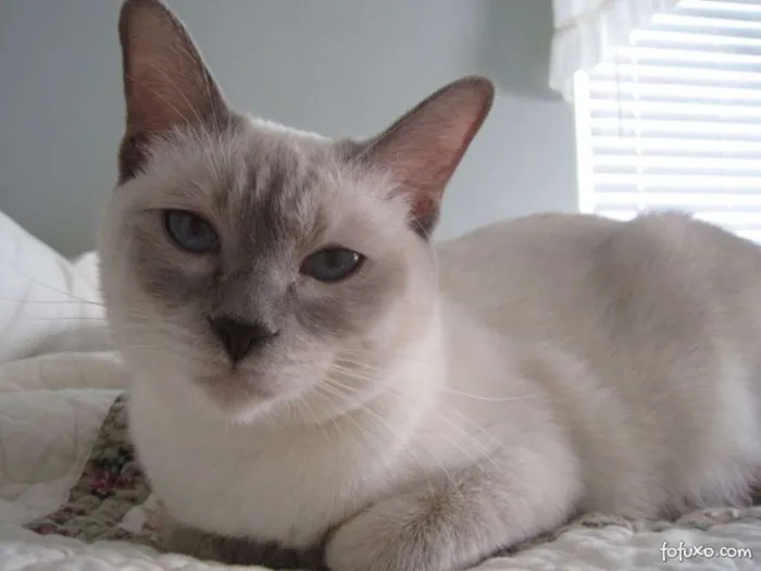 Gato ra a mestiça idade nome mimi