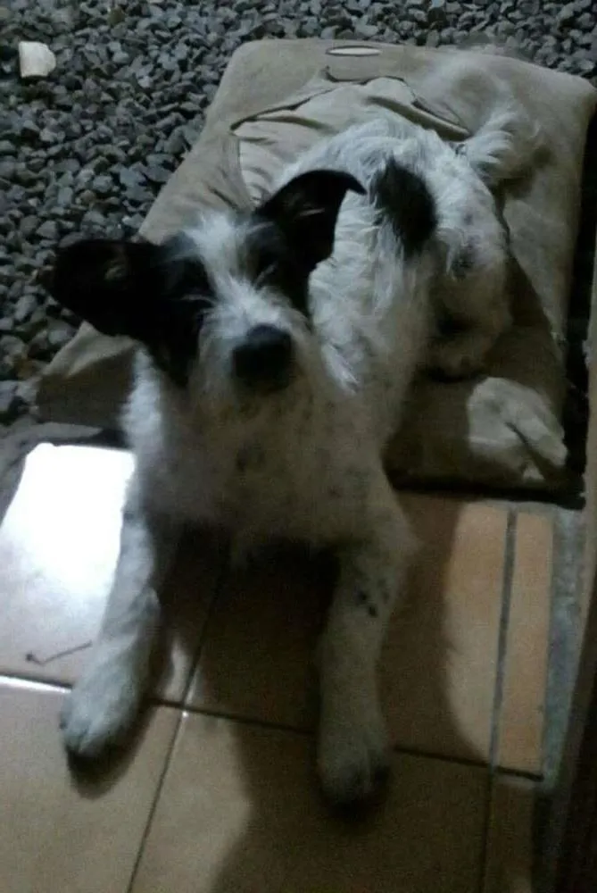 Cachorro ra a Não sei idade 2 a 6 meses nome Não tem