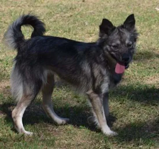 Cachorro ra a SRD idade 2 anos nome ESTOPINHA, Princesa.