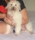 Cachorro raça Poodle idade 4 anos nome Kira