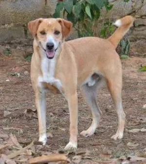 Cachorro raça SRD idade 6 ou mais anos nome ENZO, Fofura Totall