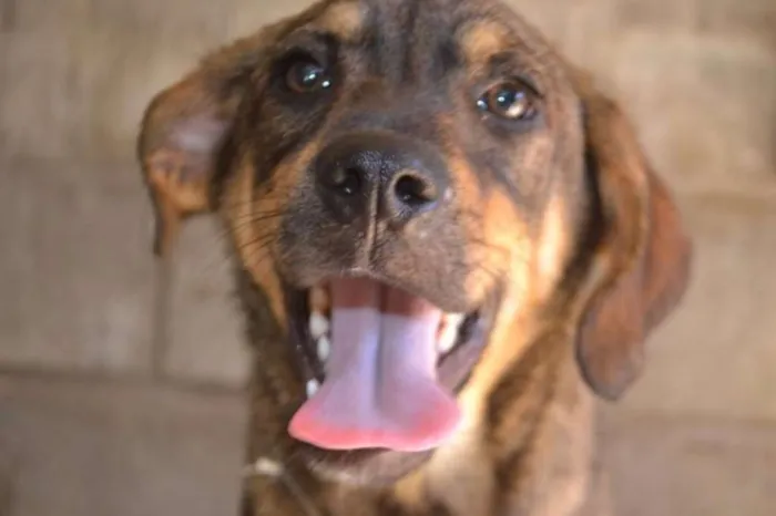 Cachorro ra a SRD idade 1 ano nome NICO, Bebezão!