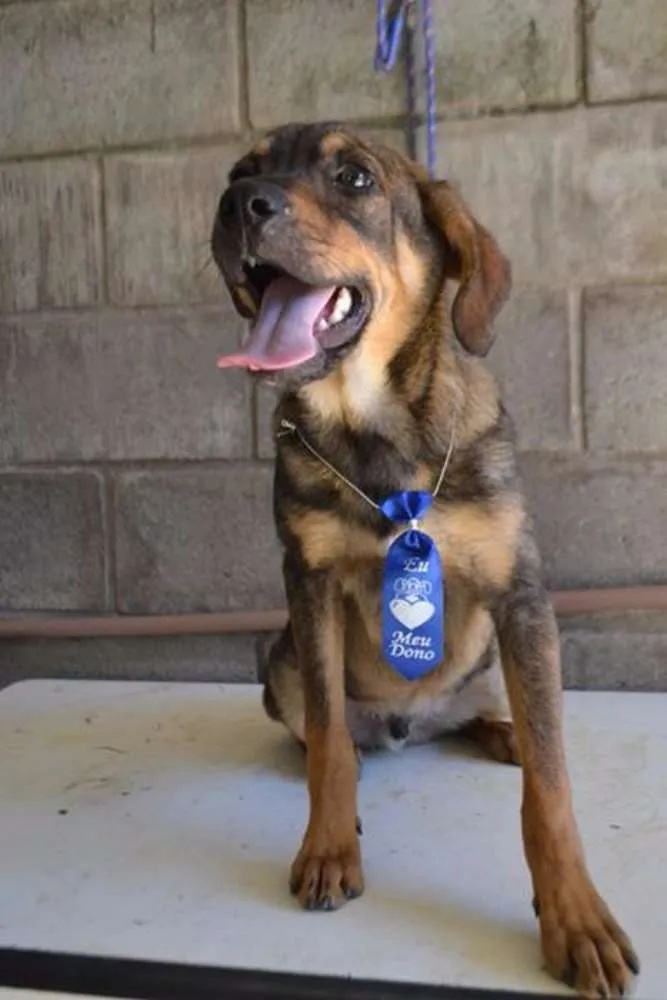 Cachorro ra a SRD idade 1 ano nome NICO, Bebezão!