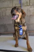 NICO, Bebezão!