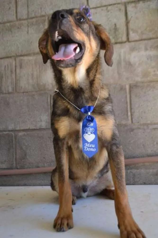 Cachorro ra a SRD idade 1 ano nome NICO, Bebezão!
