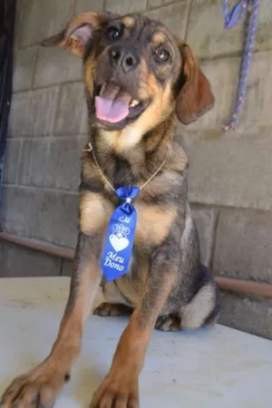 Cachorro raça SRD idade 1 ano nome NICO, Bebezão!