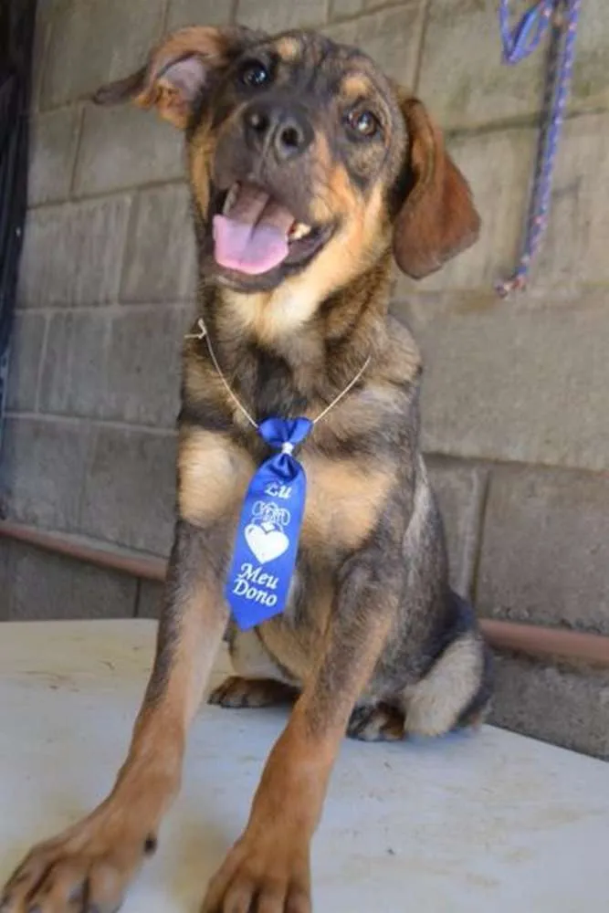 Cachorro ra a SRD idade 1 ano nome NICO, Bebezão!