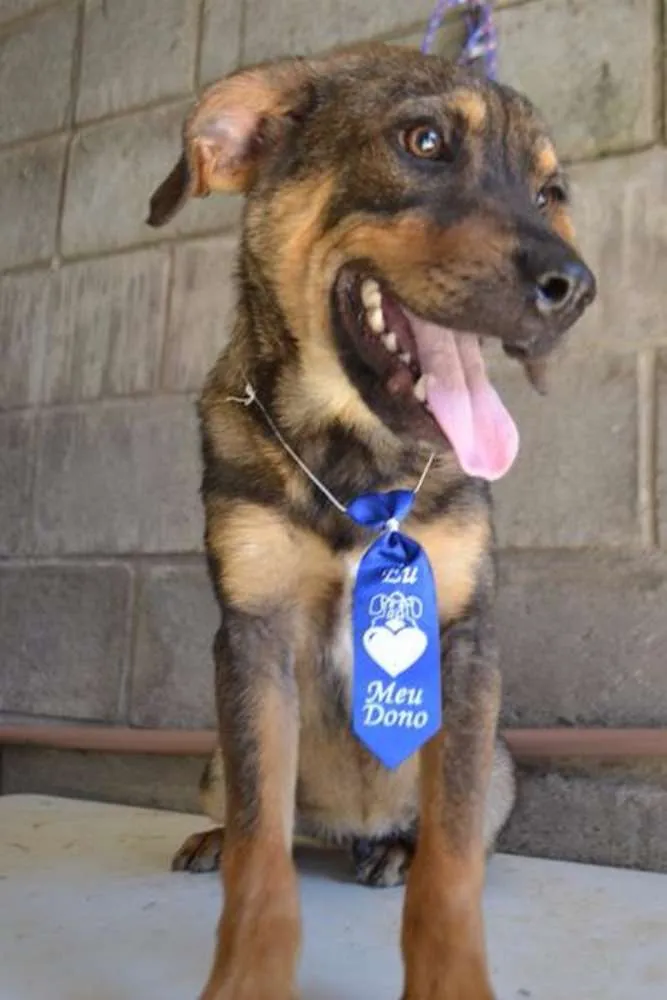 Cachorro ra a SRD idade 1 ano nome NICO, Bebezão!