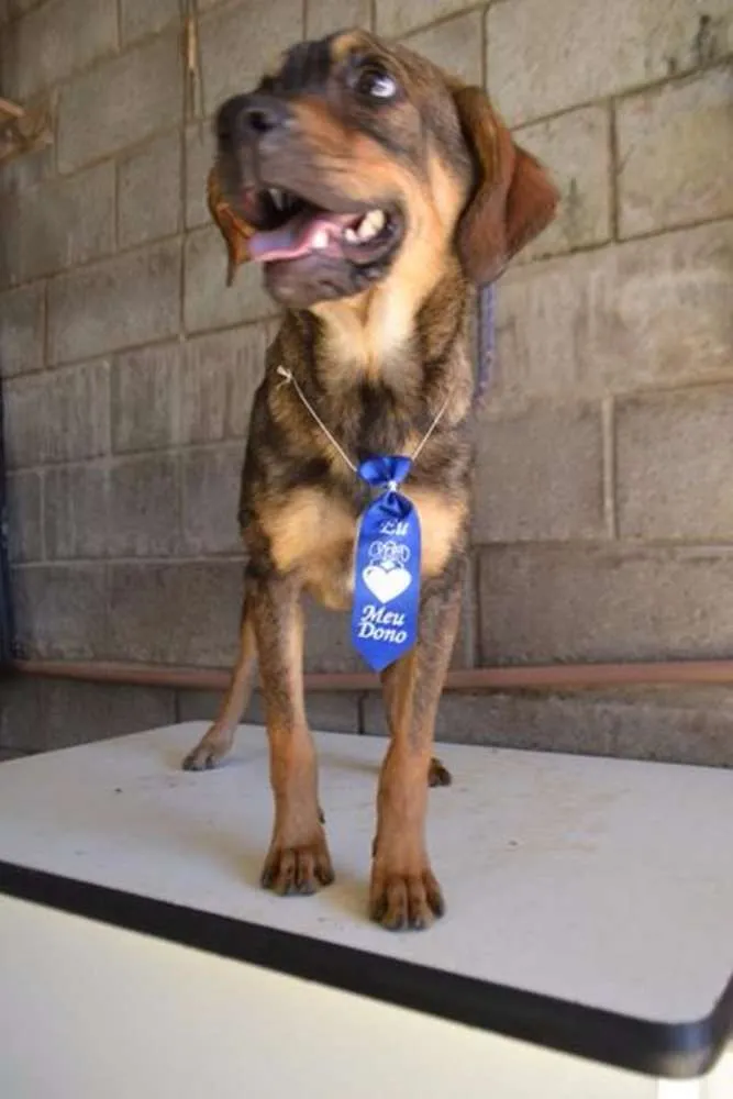 Cachorro ra a SRD idade 1 ano nome NICO, Bebezão!