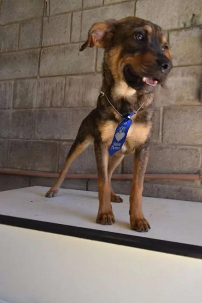 Cachorro ra a SRD idade 1 ano nome NICO, Bebezão!