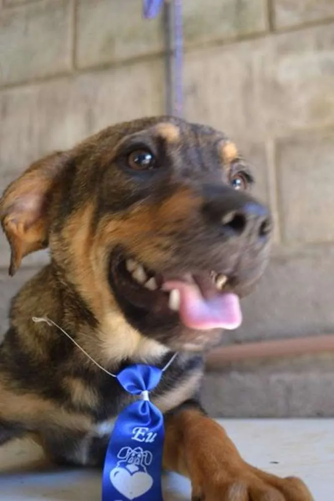 Cachorro ra a SRD idade 1 ano nome NICO, Bebezão!