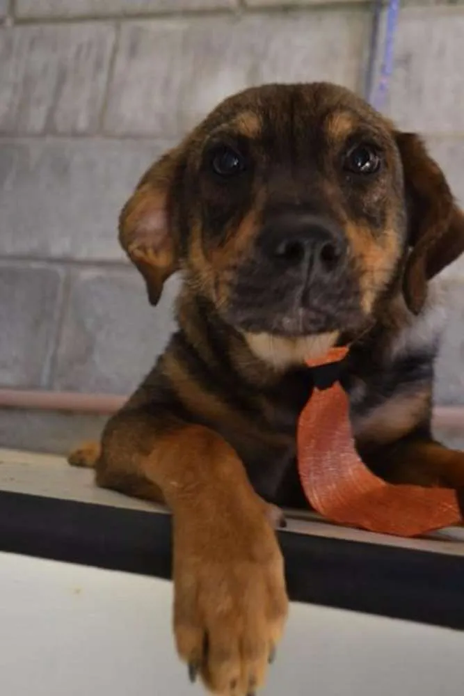 Cachorro ra a SRD idade 1 ano nome NICO, Bebezão!
