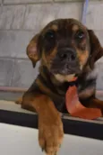 NICO, Bebezão!