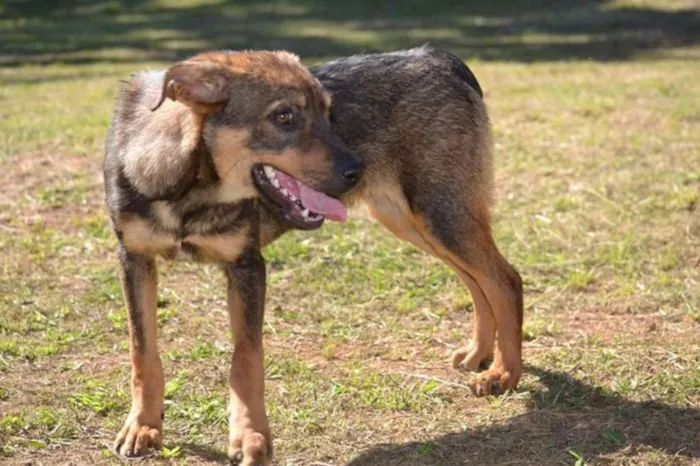Cachorro ra a SRD idade 1 ano nome NICO, Bebezão!