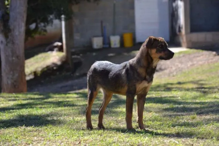 Cachorro ra a SRD idade 1 ano nome NICO, Bebezão!
