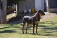 NICO, Bebezão!