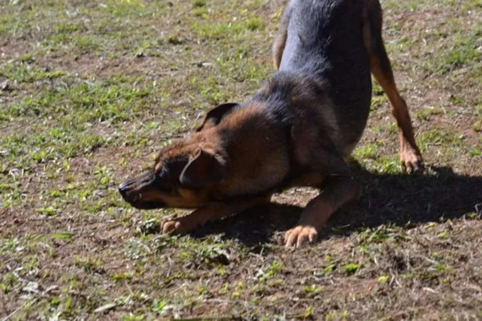 Cachorro ra a SRD idade 1 ano nome NICO, Bebezão!