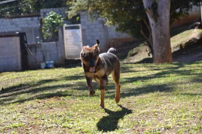 Cachorro ra a SRD idade 1 ano nome NICO, Bebezão!