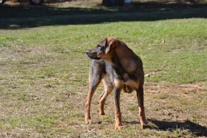 Cachorro ra a SRD idade 1 ano nome NICO, Bebezão!