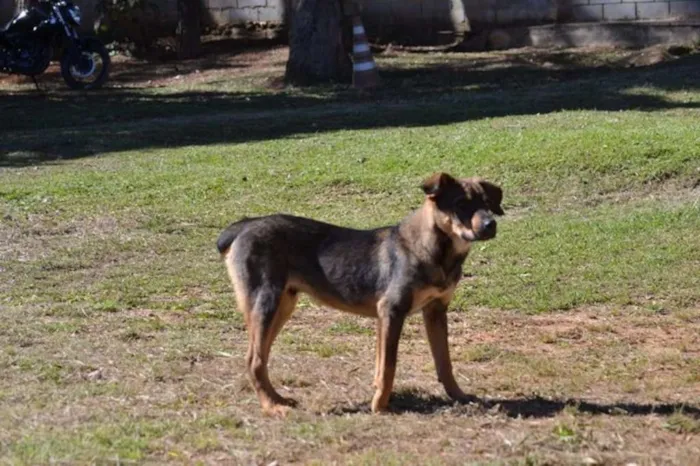 Cachorro ra a SRD idade 1 ano nome NICO, Bebezão!