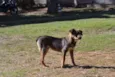 NICO, Bebezão!