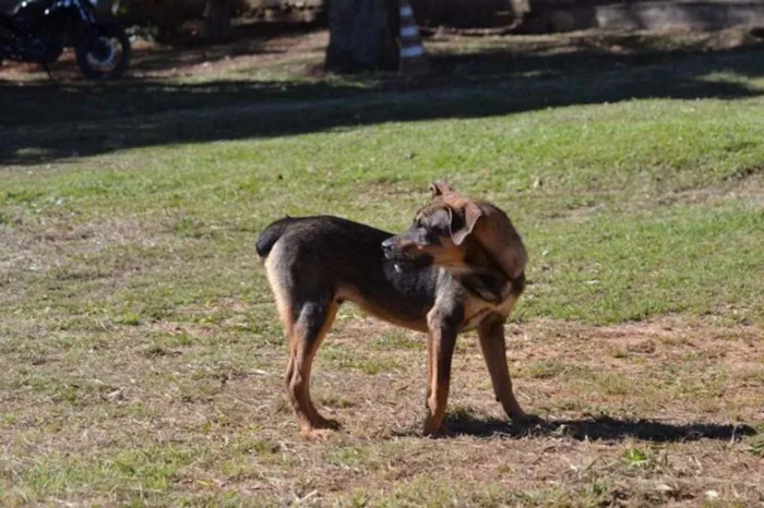 Cachorro ra a SRD idade 1 ano nome NICO, Bebezão!