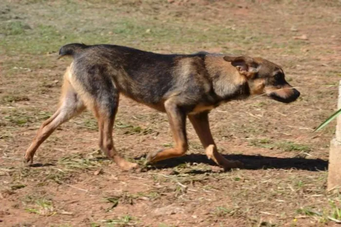 Cachorro ra a SRD idade 1 ano nome NICO, Bebezão!
