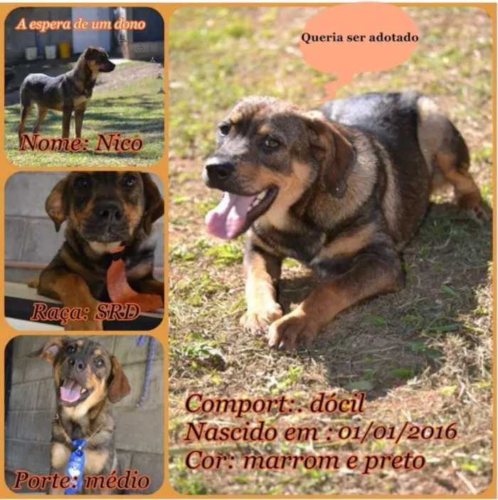 Cachorro ra a SRD idade 1 ano nome NICO, Bebezão!