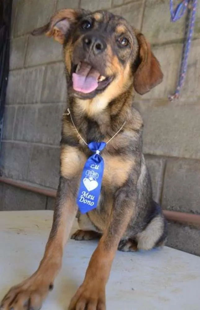 Cachorro ra a SRD idade 1 ano nome NICO, Bebezão!