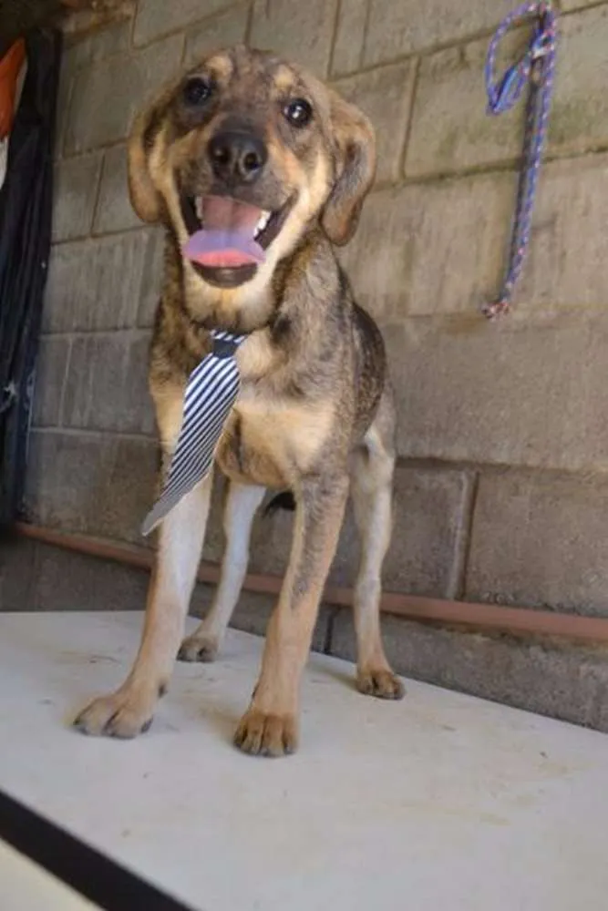 Cachorro ra a SRD idade 7 a 11 meses nome NETO, baby!