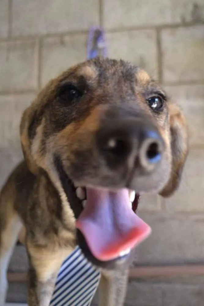 Cachorro ra a SRD idade 7 a 11 meses nome NETO, baby!