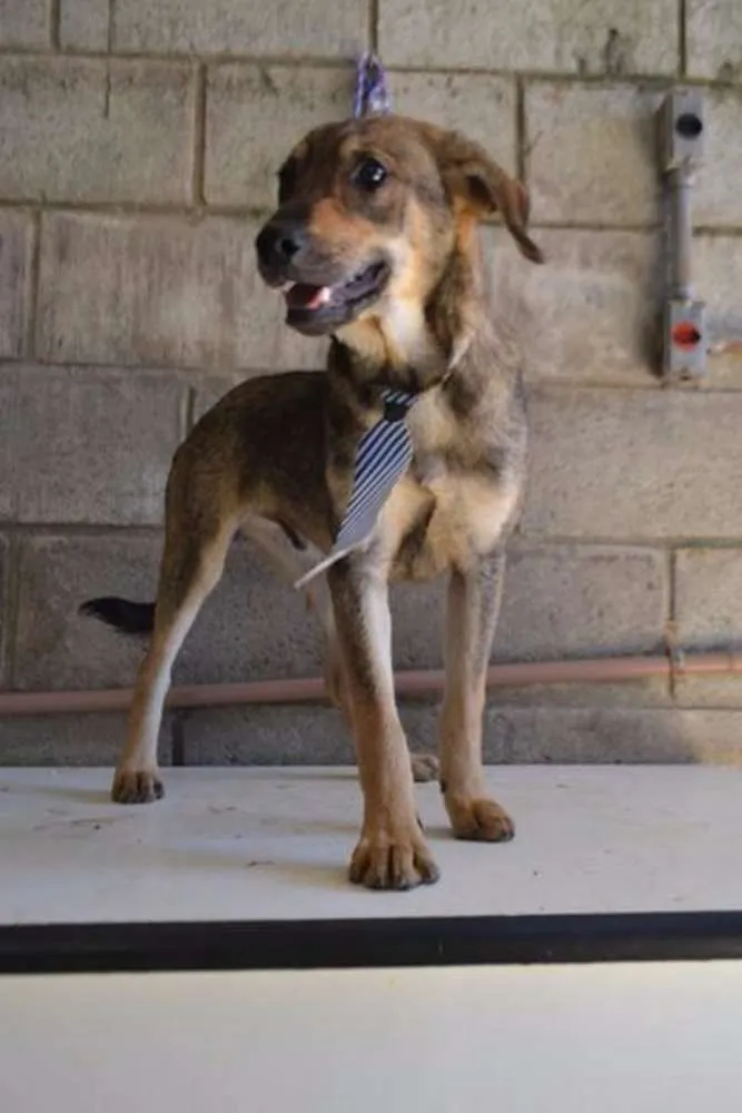 Cachorro ra a SRD idade 7 a 11 meses nome NETO, baby!