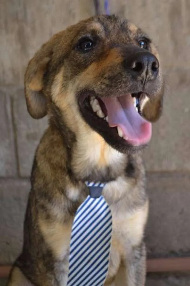 Cachorro ra a SRD idade 7 a 11 meses nome NETO, baby!