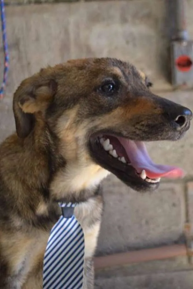 Cachorro ra a SRD idade 7 a 11 meses nome NETO, baby!