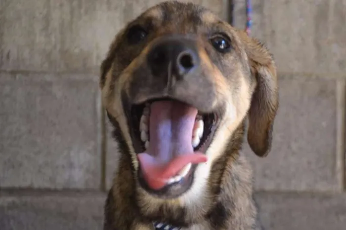 Cachorro ra a SRD idade 7 a 11 meses nome NETO, baby!