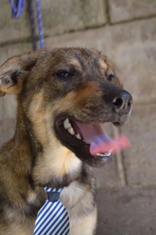 Cachorro ra a SRD idade 7 a 11 meses nome NETO, baby!