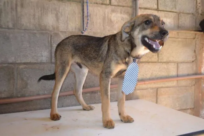 Cachorro ra a SRD idade 7 a 11 meses nome NETO, baby!