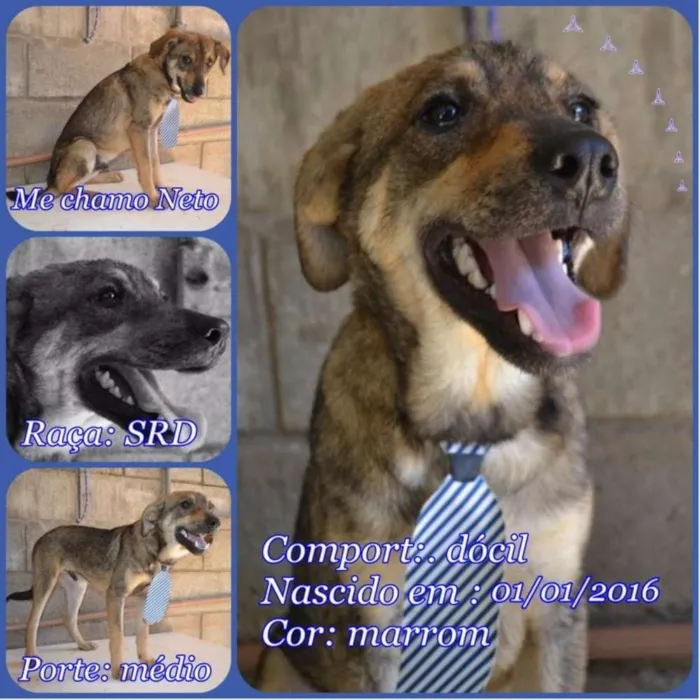Cachorro ra a SRD idade 7 a 11 meses nome NETO, baby!