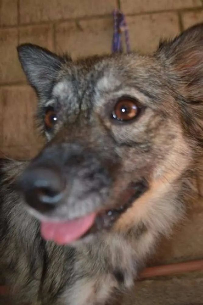 Cachorro ra a SRD idade 2 anos nome ESTOPINHA, princesa!