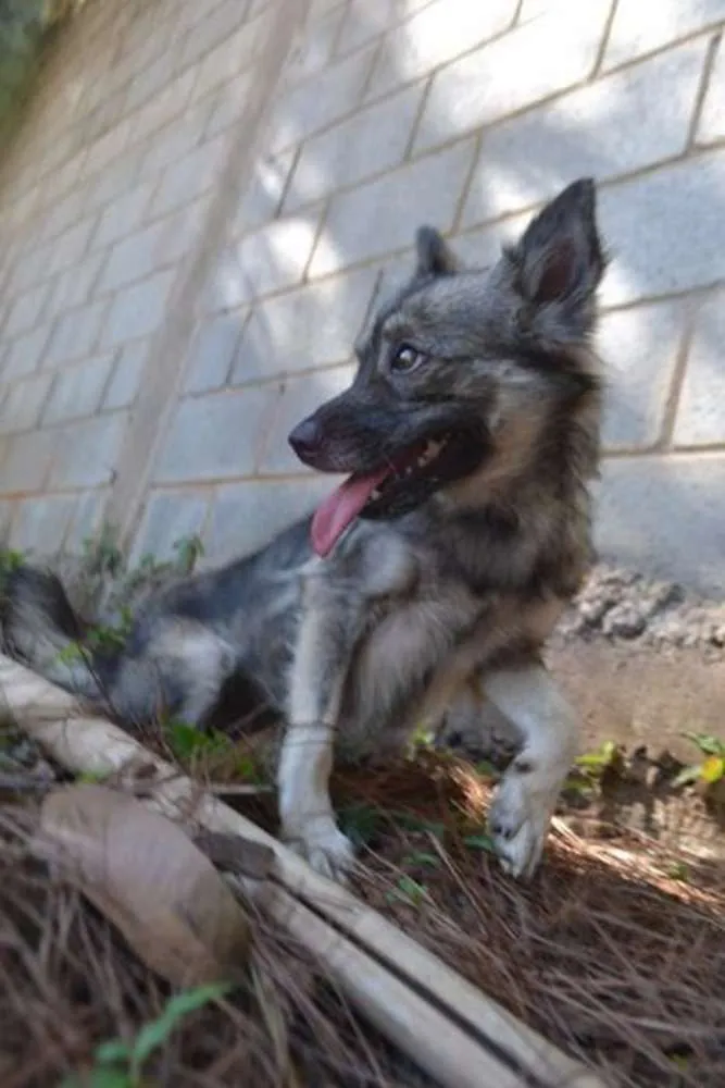 Cachorro ra a SRD idade 2 anos nome ESTOPINHA, princesa!