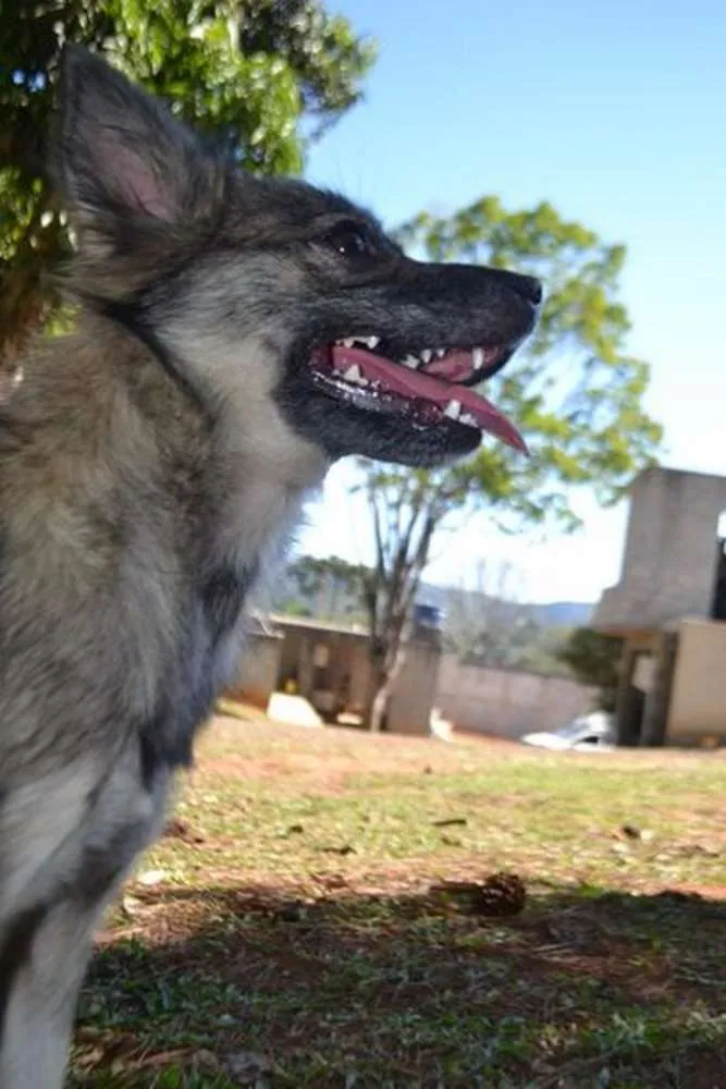 Cachorro ra a SRD idade 2 anos nome ESTOPINHA, princesa!