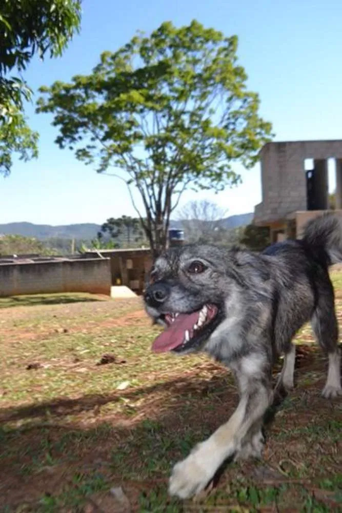 Cachorro ra a SRD idade 2 anos nome ESTOPINHA, princesa!