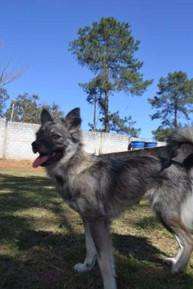 Cachorro ra a SRD idade 2 anos nome ESTOPINHA, princesa!