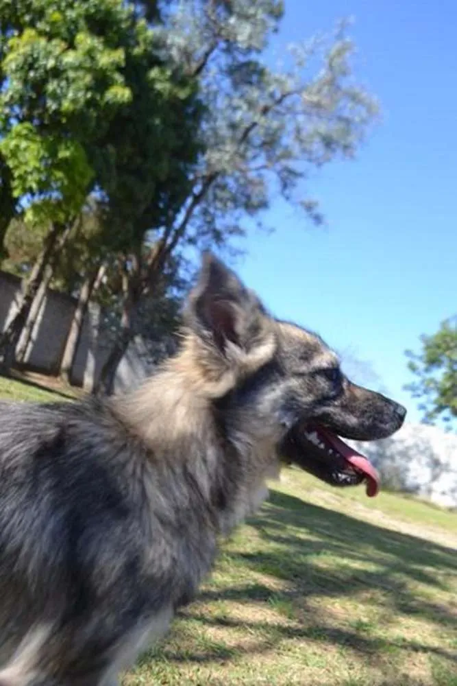 Cachorro ra a SRD idade 2 anos nome ESTOPINHA, princesa!