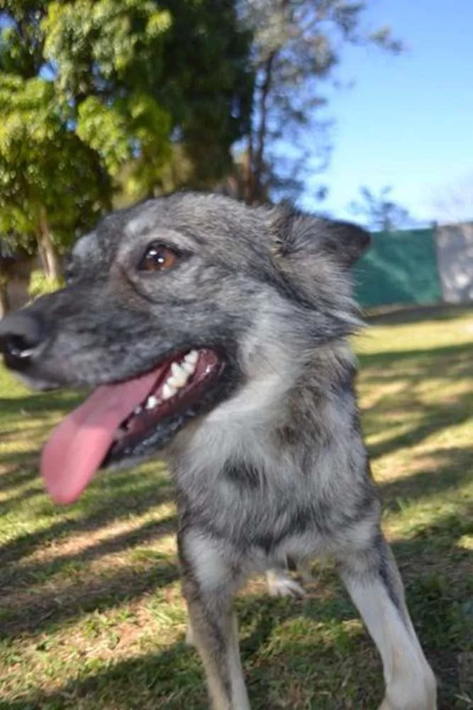 Cachorro ra a SRD idade 2 anos nome ESTOPINHA, princesa!