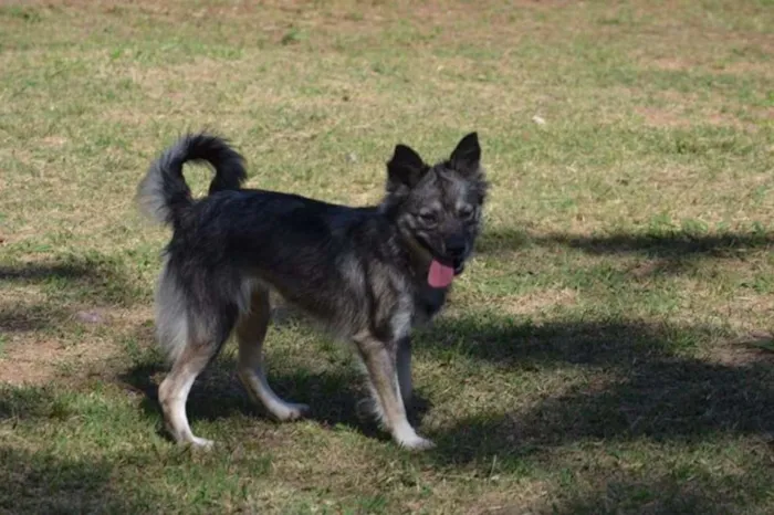 Cachorro ra a SRD idade 2 anos nome ESTOPINHA, princesa!