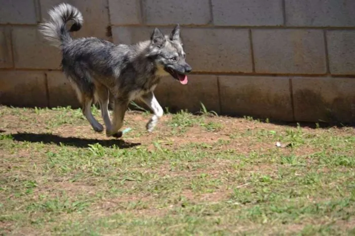 Cachorro ra a SRD idade 2 anos nome ESTOPINHA, princesa!